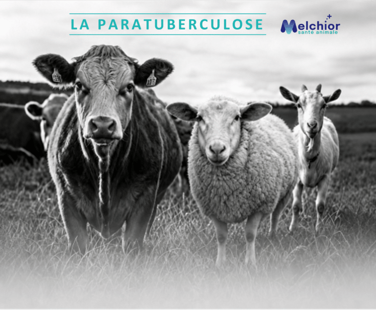 paratuberculose ruminants Melchior