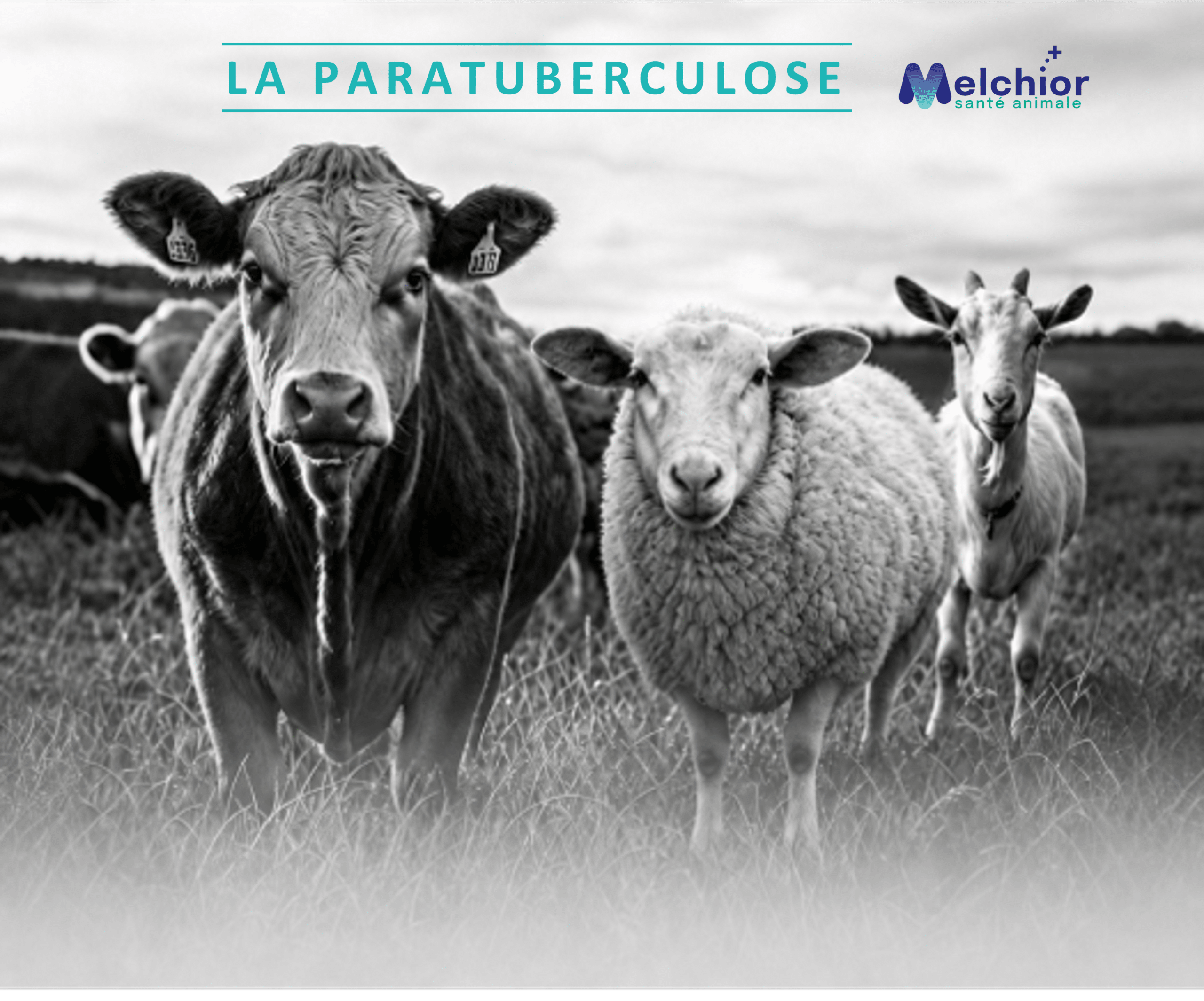 paratuberculose ruminants Melchior