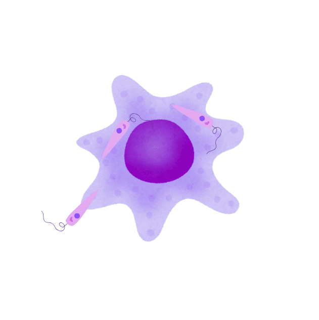phagocytose du parasite par les macrophages