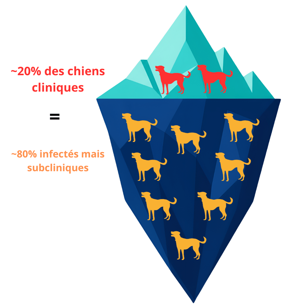 Leishmaniose canine maladie iceberg