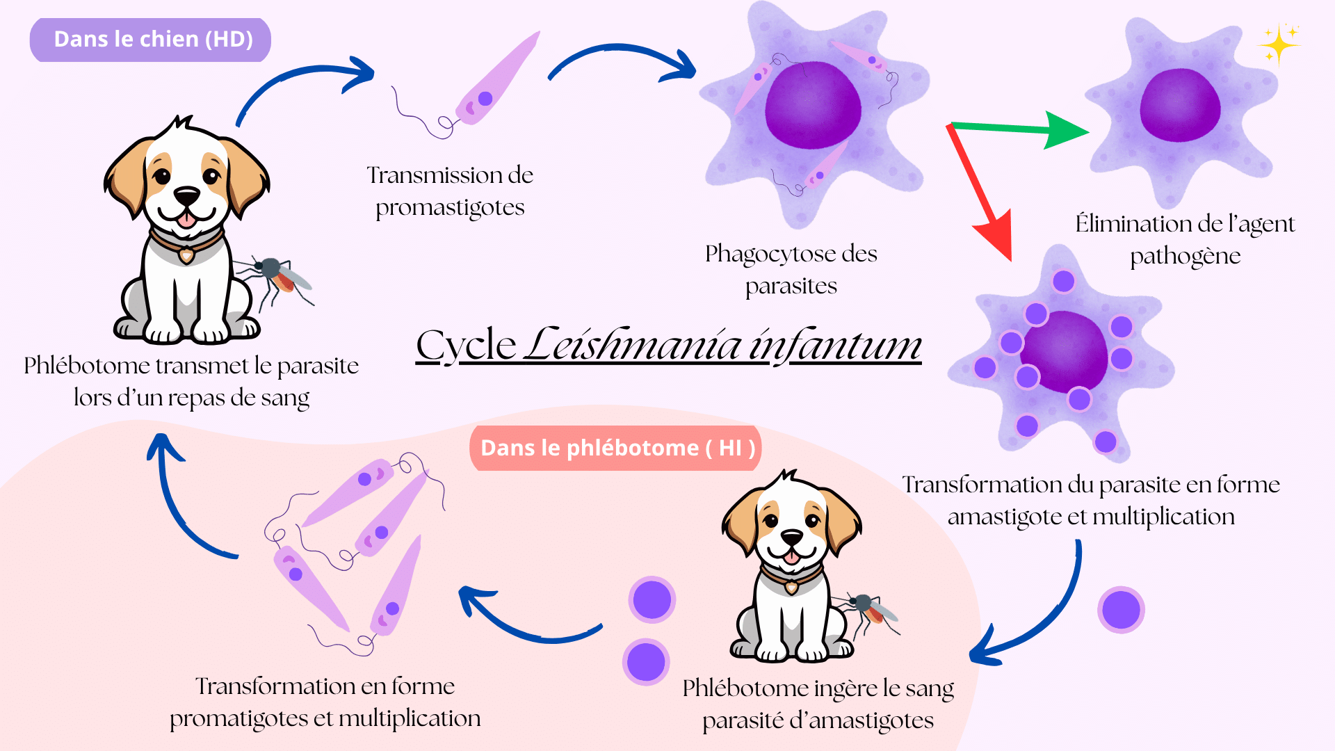 Schéma du cycle épidémiologique complet