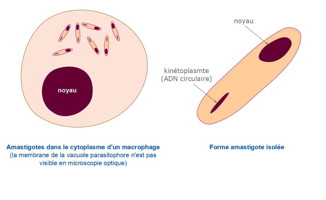 Schéma simplifié de la localisation intracellulaire du parasite (Dr Ghabri)
